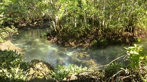 Beautiful clear river inside a mangroove jungle Stock Footage 104039722