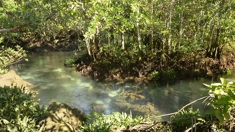 Beautiful clear river inside a mangroove jungle Stock Footage 104039729