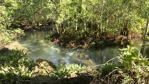 Beautiful clear river inside a mangroove jungle Stock Footage 104039736