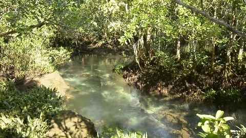 Beautiful clear river inside a mangroove jungle Stock Footage 104039749