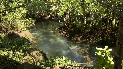 Beautiful clear river inside a mangroove jungle Stock Footage 104039780