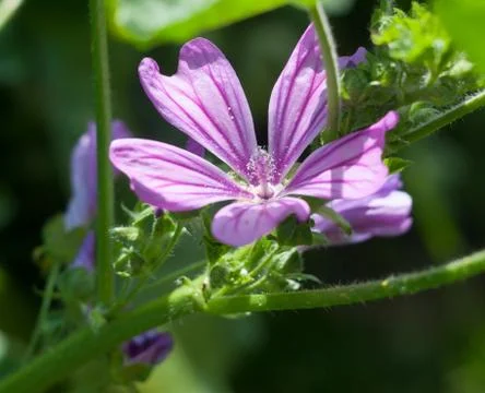 Beautiful clear sharp purple common mallow flower Malva sylvestris Stock Photos