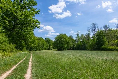 Beautiful clearing in a forest Stock Photos