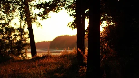 A beautiful clearing in the setting evening sun against the backdrop of a forest Stock Footage 297849723