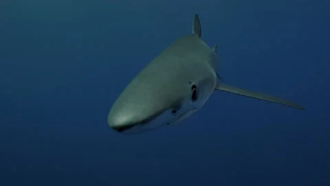 Beautiful cloe up shot of a Blue shark, the Azores, the Atlantic Ocean Stock Footage 144206953