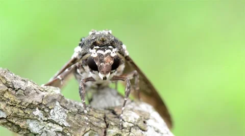 Beautiful Close Up About Moth Butterfly Resting On Branch Stock Footage 40341089