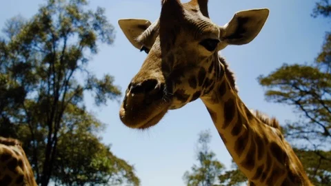 Beautiful close up of African Giraffe Stock Footage 104624784