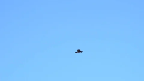 Beautiful close-up of Bald Eagle soaring through blue sky. Stock Footage 106542360