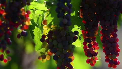 Beautiful close-up of bunches of red grapes Video stock 342339866