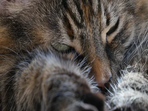 Beautiful Close up of a Cats Face Stock Footage 74585773
