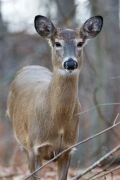 Beautiful close-up of a deer Stock-Fotos