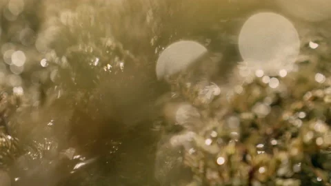Beautiful close up of dew on bushes Stock Footage 149758189
