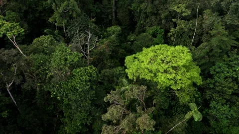 Beautiful close up of a distinct green tree in a tropical forest Stock Footage 196360710