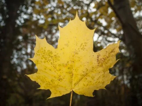 Beautiful close up full fallen fall autumn yellow leaf background macro Stock Photos