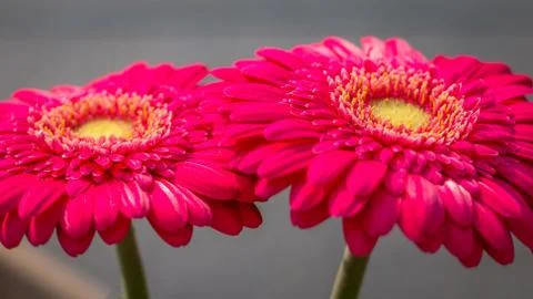 Beautiful close up of the Gerbera Foto stock