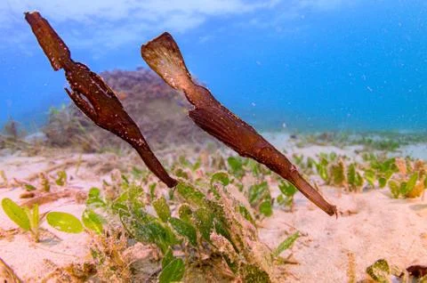 A Beautiful close up of a ghost pipe fish in blue water Foto stock