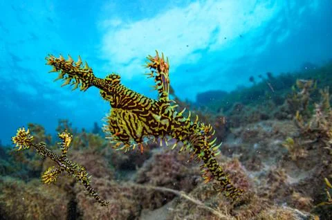 A Beautiful close up of a ghost pipe fish in blue water Stock Photos