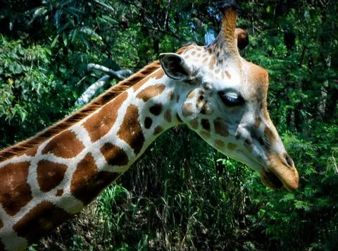 Beautiful close up of a Giraffe. Stock Photos
