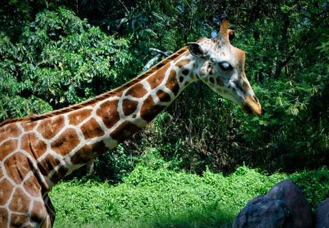Beautiful close up of a Giraffe. Stock Photos