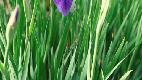 Beautiful Close-up Iris versicolor flower Stock Footage 137506596