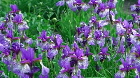 Beautiful Close-up Iris versicolor flower Stock Footage 137506757