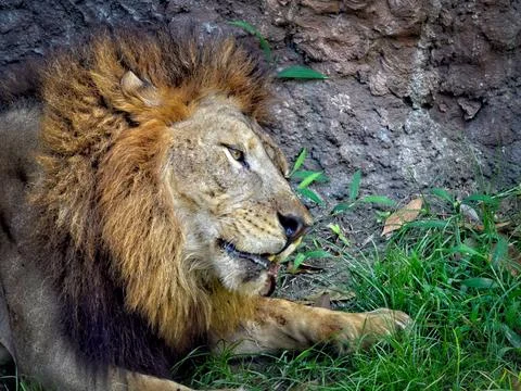 Beautiful close up of a Lion. Stock Photos