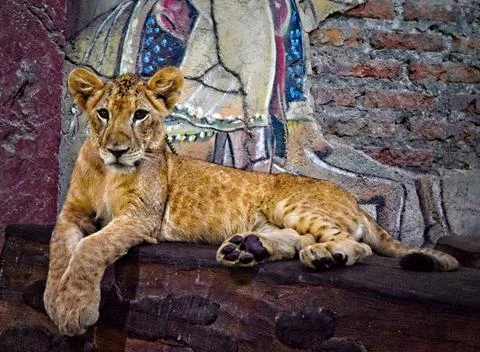 Beautiful close up of a Lioness. Foto stock