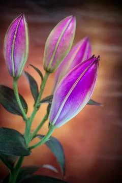 Beautiful close up macro image of vibrant colorful lily flower Stock-Fotos