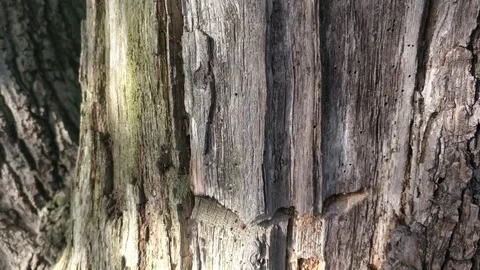 Beautiful close up of moss on tree bark in Epping Forest, London, 4K Stock Footage 119535208