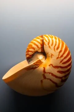 Beautiful Close-Up of a Nautilus Shell Stock Photos