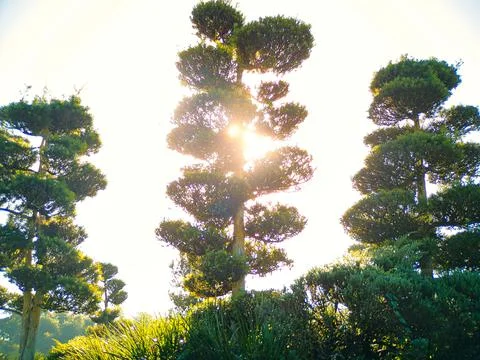 Beautiful close up photo of 3 trees on sunlight at japanese garden Stock Photos