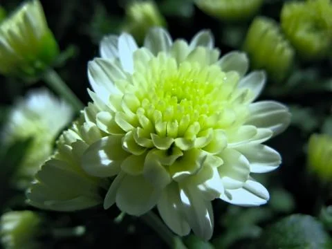 Beautiful Close-Up Photo of Chrysanthemum Indicum Flower Stock Photos