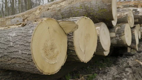 Beautiful close up on pile of cut down logs from logging operation in Stock Footage 239618922