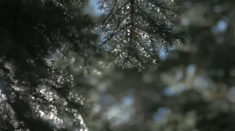 Beautiful Close up of Pine Tree with light leaks Stock Footage