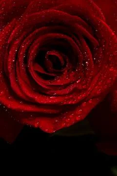 Beautiful close up red rose Stock Photos