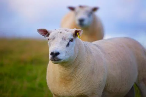 Beautiful close up sheep face  Stock Photos