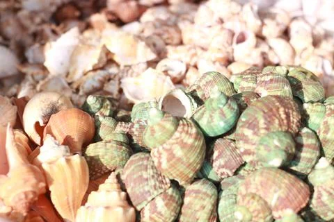The beautiful close up of shells. Stockfoto's