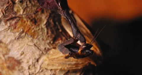 Beautiful close up shot of a dead leaf mantis devouring prey. Stock Footage 236992556