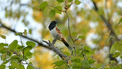 Beautiful close up shot of an eastern towhee bird signing in a tree in the Video stock 100481191