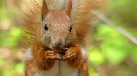 Beautiful Close up Shot in the Forest. Red Squirrel Eats a Nut. Stock Footage