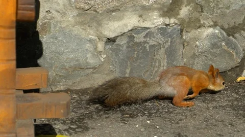 Beautiful Close up Shot in the Forest. Red Squirrel. Stock Footage 89717581
