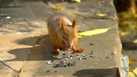 Beautiful Close up Shot in the Forest. Red Squirrel Eats a seeds. Squirrel gnaws Stock Footage 89718817