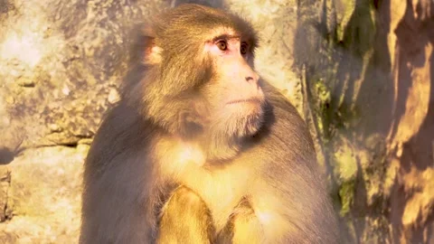 Beautiful close-up shot monkey in Pakistan in slow motion Stock Footage 210849657