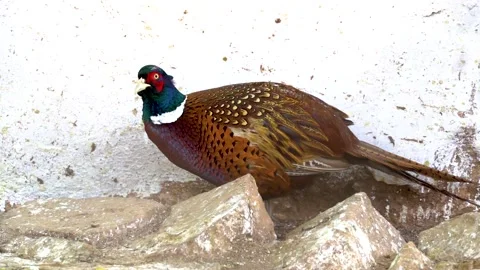 Beautiful close-up shot of Pakistani common pheasant in Pakistan in slow mot Stock Footage 210850113