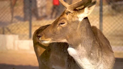 Beautiful close-up shot red deer in Pakistan in slow motion Stock Footage 210851629