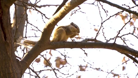 Beautiful close-up shot of squirrel on tree in Pakistan in slow motion Stock Footage 210850488