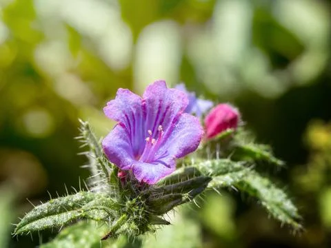 Beautiful close up shot of a tiny violet flower Stock Photos