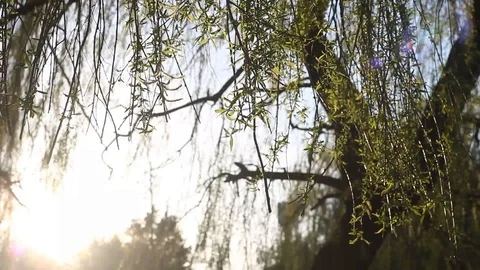 A beautiful close up shot of a willow tree swaying in the wind, Uk Stock Footage
