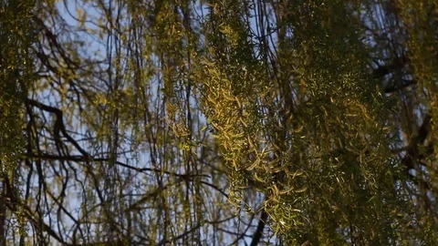 A beautiful close up shot of a willow tree, Reading, Berkshire, England 스톡 동영상 105133654