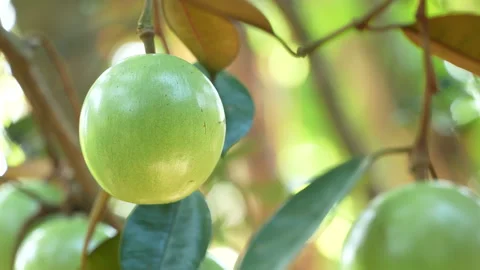 Beautiful Close-up of Single Lo Ren Star Apple on Tree Vietnam Stock Footage 327017246